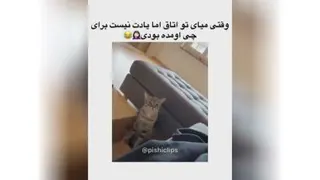 گربه😺