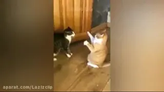 کلیپ بامزه