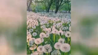 کلیپ