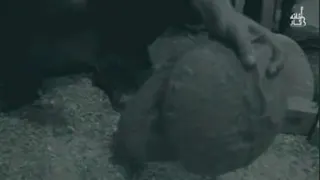 موسس خانه تار