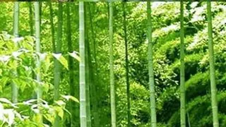 برای رسیدن به هدف مثل درخت بامبو باشیم