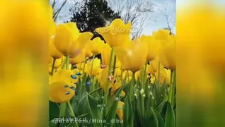نوروز مبارک