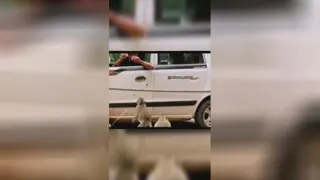 شوخی با حیوانات