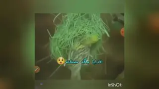 ساخت آشیانه توسط پرنده
