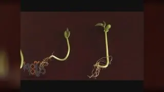 سرگذشت دانه