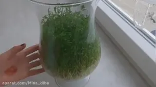 آموزش سبزه عید