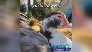 صدا گذاری _طنز سربازی