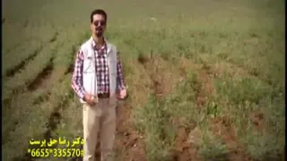 مزایای کشت بدون شخم نخود در شرایط دیم