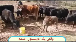 فان خری
