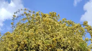 نقاره خانه حصرت معصومه