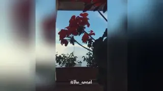 شمعدانی