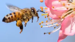 کلیپی از عسل تقلبی