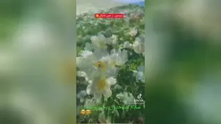 صبح بخیر