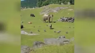 بازی بچه فیل با پرندها