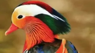 پرندگان زیبا