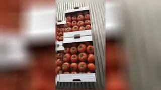 کیفیت بسیار خوب با بسته بندی بی نظیر جهت جهت صادرات به روسیه