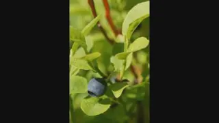 گیاه درمانی آس بری