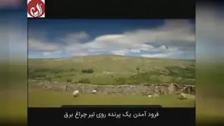 جف فوستر شگفتی وجود