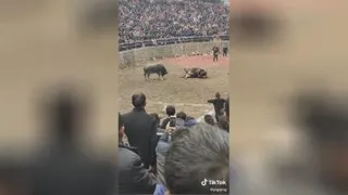 مسابقه گاو بازی