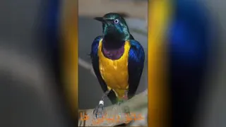 کاینات