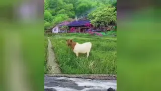 طبیعت