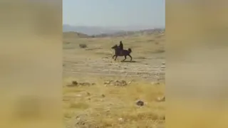 سوارکاری