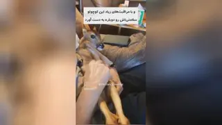 حیاط وحش