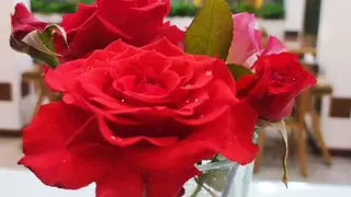 جا مدادی