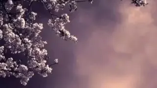نظم جهان