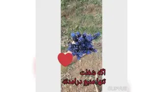 کاردرخانا