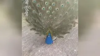 عشقه دیدنی
