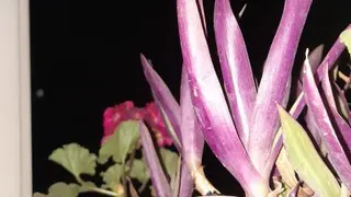 تعریف عبارت گویا