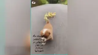 مهربانی رو از حیوانات بیاموزیم
