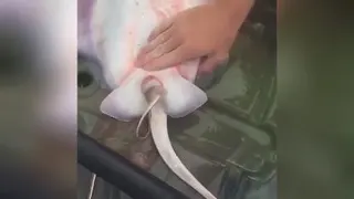 صحنه ای نادر از زایمان سفره ماهی