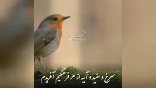 یه توپ دارم قلقلیه