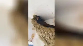 مهندسین حرفه ای
