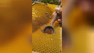 زنبورهای عسل گیاه خوارند