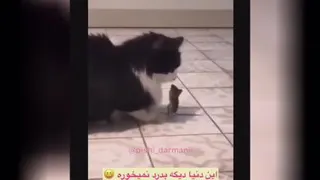 کلیپ خیلی جالب از دوتا گربه و موش بازیگوش