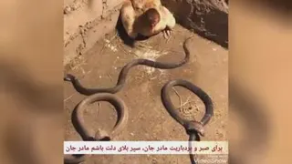 مهرمادری