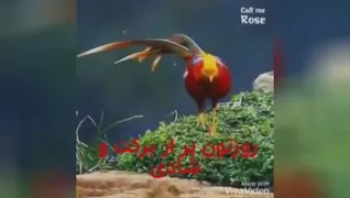 روزتوووون شاد