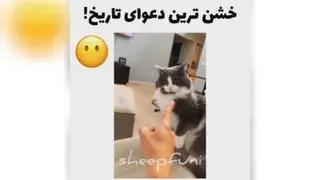 😂😂از گربه ها با نمک تر و خنگ تر هم مگه داریم؟؟!!!