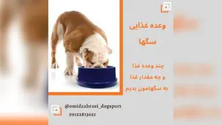 وعده غذایی سگها