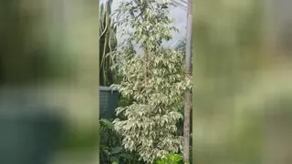 مجتمع پرورش گل و گیاه ابراهیم طالش