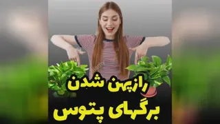 آموزش نحوه نگهداری ازگل وگیاه