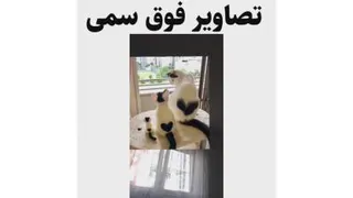 ترکیبی