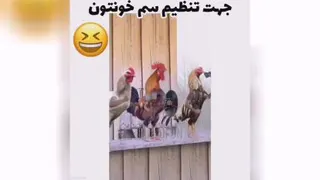 سم قهرمانان خروس