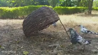 شکار