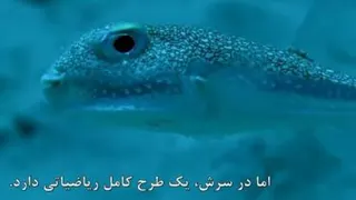 هنرمند ترین موجود زنده