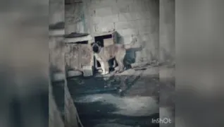 دلبر.