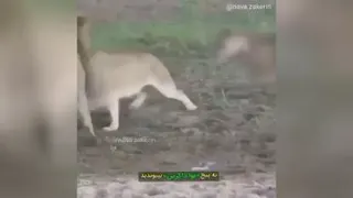 کلیپ استاد دانشمند در مورد حیوانم آرزوست